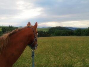 Braunes Pferd auf einer Wiese,man sieht den Kopf, das Pferd blickt in die Ferne