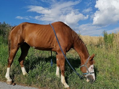 Ein Pferd grast in der Wiese