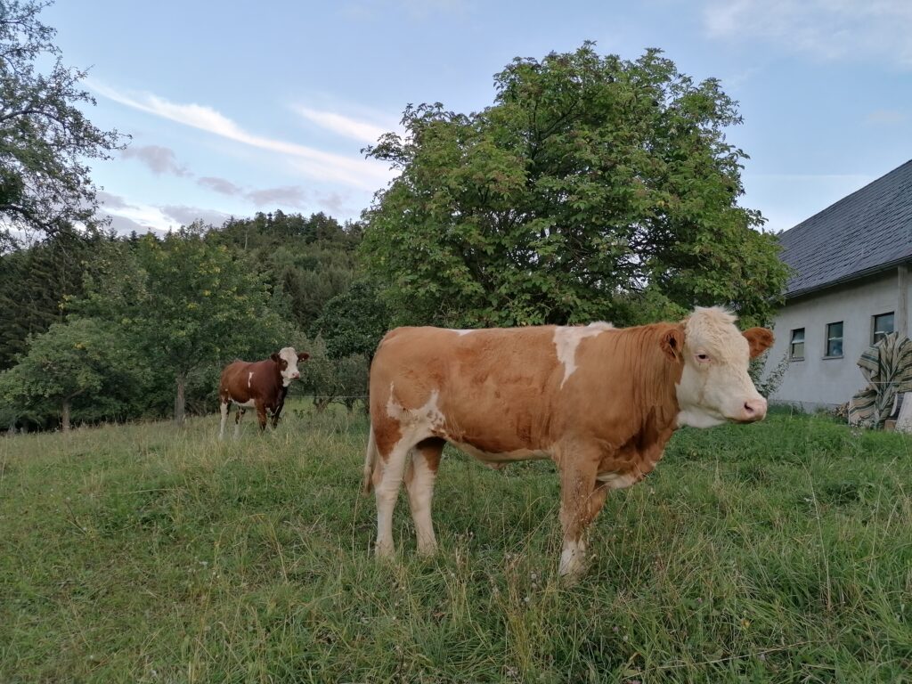 Eine Kuhherde am Bauernhof