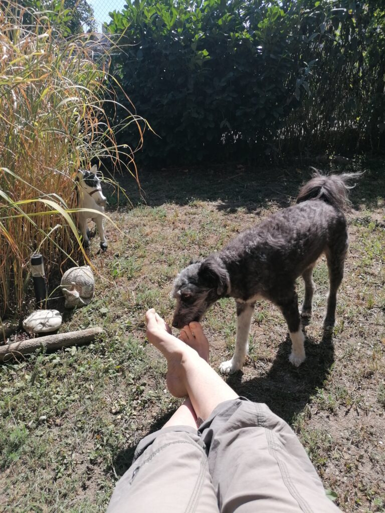 Hund im Garten