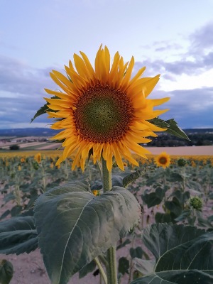 Sonnenblume im Feld