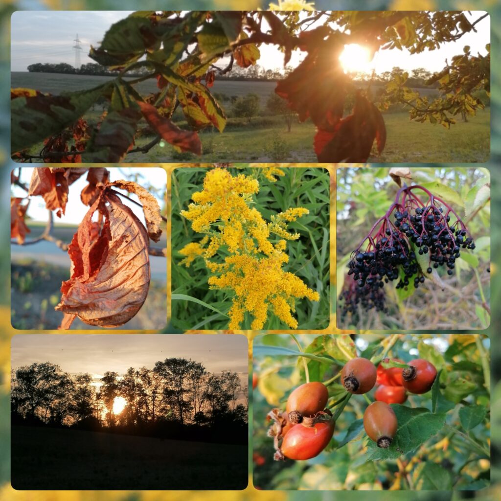 Spätsommerliche Impressionen mit Pflanzen 