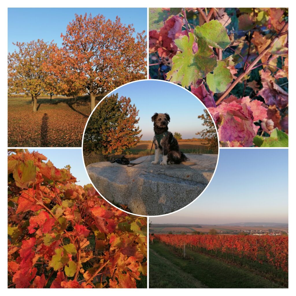 Rotes Herbstlaub Collage