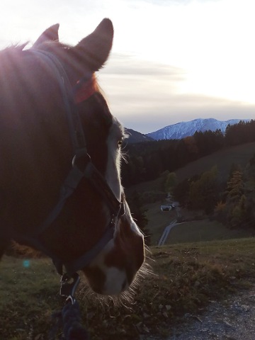 Pferdkopf mit Blick auf den Schneeberg in der Abendstimmung